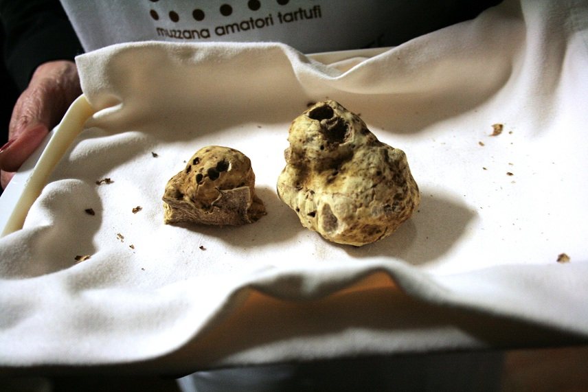 Al via oggi la 3^ Fiera del tartufo bianco pregiato friulano