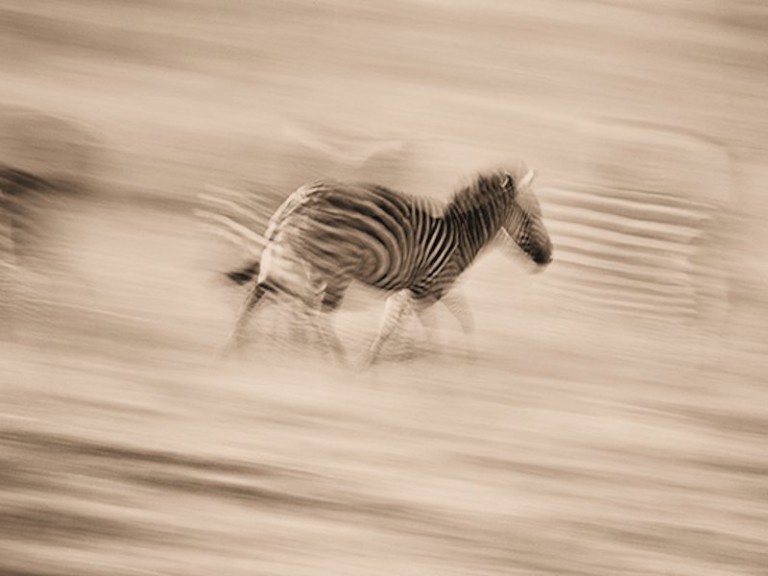 zebra corsa